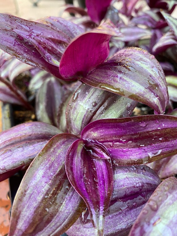 Tradescantia Zebrina Pendula, Purple Wandering Jew, Easy Grow Hanging  Basket Plant - Etsy