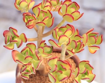 Sedum Dendroideum, Tree Stonecrop, Rare succulents with massive long lasting gold flowers, green cuttings, no roots, extremely heat tolerant