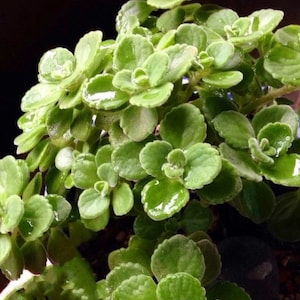 Vicks plant, Plectranthus tomentosa, Rare herb/ succulent with pleasant and calming strong Vicks smell, rooted fragrant succulent