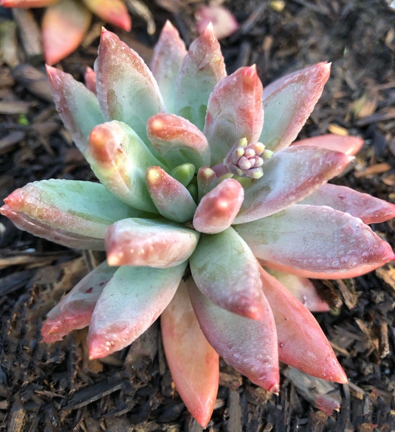 Pachyphytum Compactum petit bijou, succulentes rares image 2