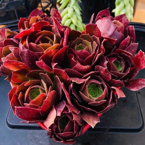Aeonium Blushing Beauty, Aeonium succulent plant, gift last forever，rose shaped tree. Center-piece bouquet