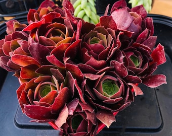 Aeonium Blushing Beauty Succulent, Color Changing Rosettes