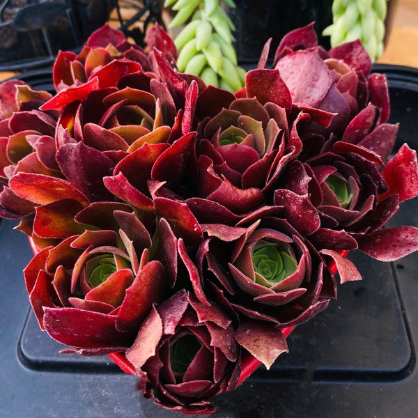 Aeonium Blushing Beauty, Aeonium succulent, gift last forever，green in winter