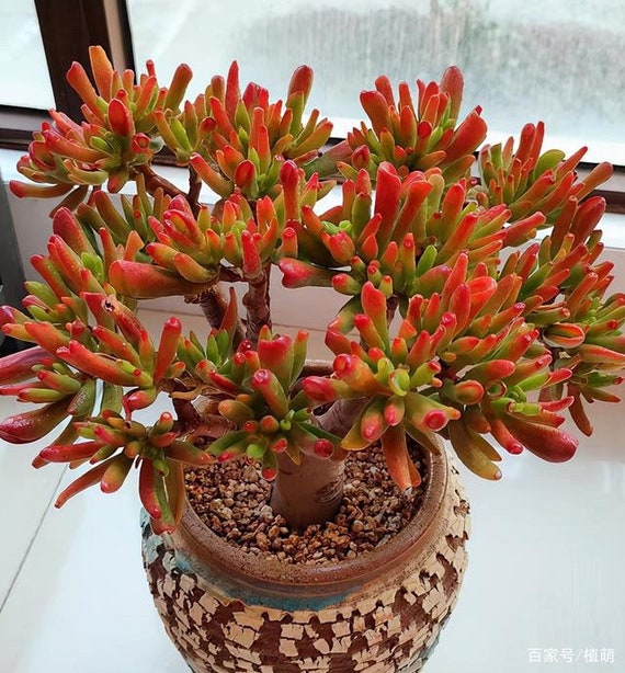 red tiger lily Breck's Tiger Lily Tigrinum Splendens Bulbs (5-Pack)