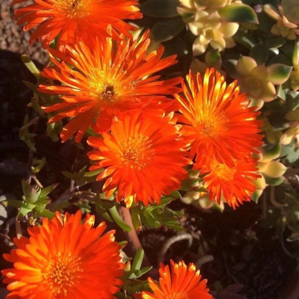 Ice Plant, Bright Orange/tangerine color, super heat and drought tolerance, fast growing ground cover
