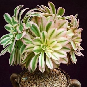 Aeonium Arboreum Luteoveriegatum, Rare limited variegated Aeonium succulents, plant gift image 1