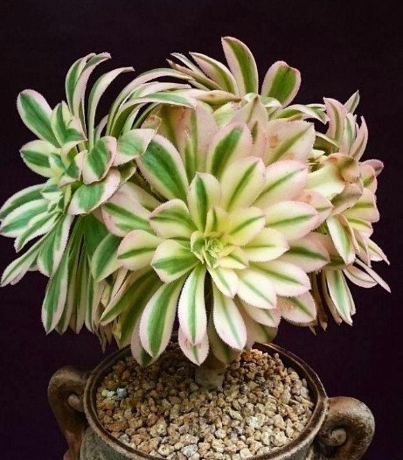 Aeonium Arboreum Luteoveriegatum, Rare limited variegated Aeonium succulents, plant gift image 1