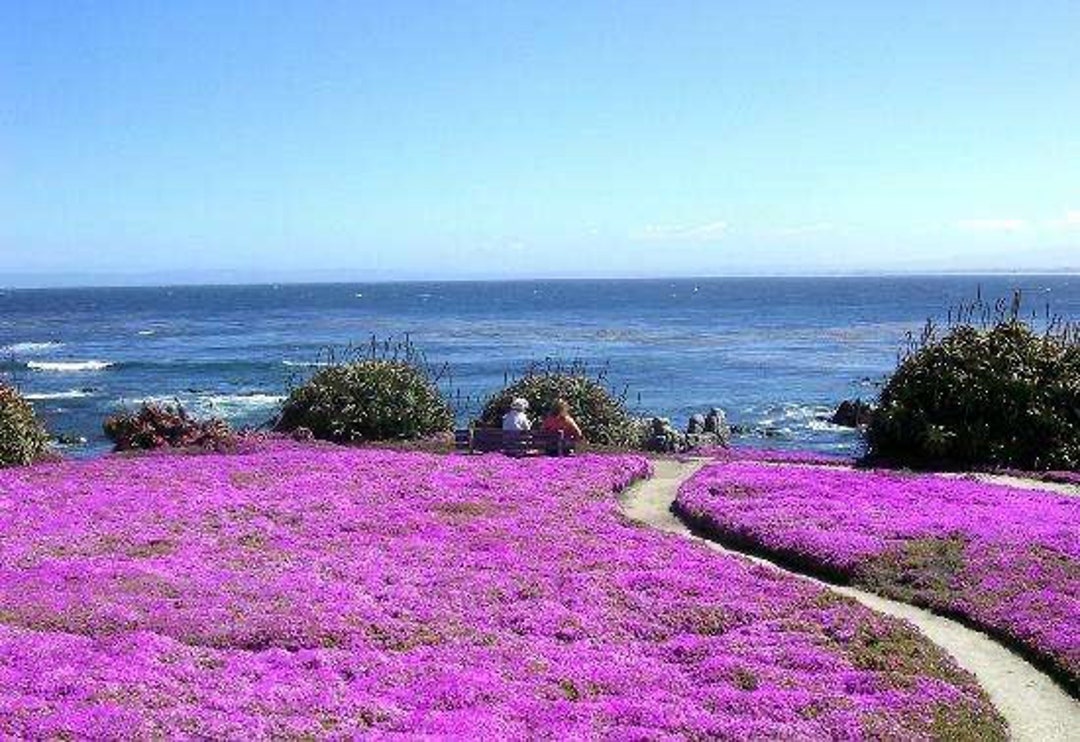 Mini Rosea Ice Plant, Delosperma Cooperi ,pink Flower Ground Cover