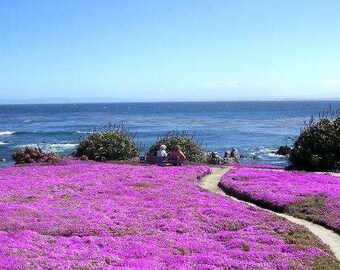 Mini Rosea Ice Plant Delosperma Cooperi Pink Flower Ground Etsy Uk