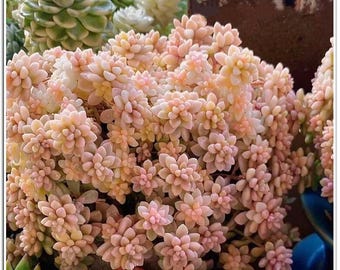 Graptopetalum Mendonzae，Rare succulent, small variety