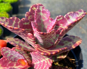 Kalanchoe  Humilis, Tiger Kalanchoe Humilis "Desert Surprise", marmorata Partridge, exotic limited succulents, rooted live plant