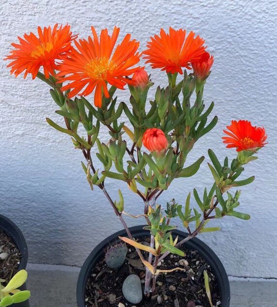 Ice Plant Very Rare Orange Color Hardy Succulents Super Etsy