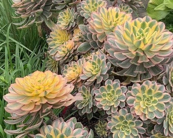 Aeonium Sunburst, limited Aeonium succulents, crested options available