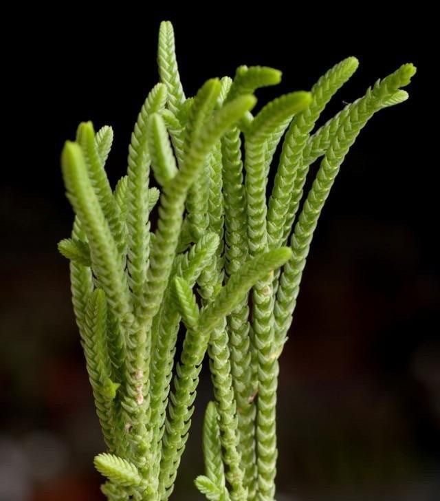 Watch Chain, Zipper Plant, Crassula Muscosa, Princess Pine