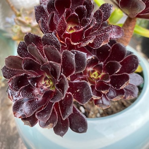 Aeonium Black Beauty Succulent, Easy Bouquet Shape