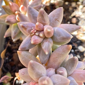 Pachyphytum Compactum petit bijou, succulentes rares image 1