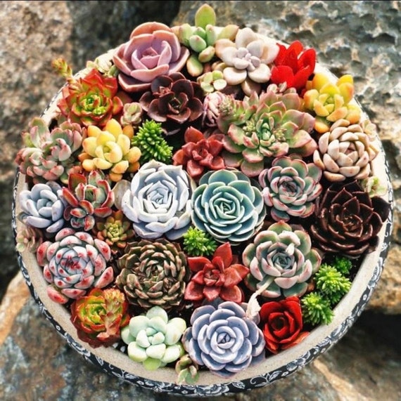 Rare Echeveria Succulent Seeds, High Germination Rate (10+ Seeds) - Etsy