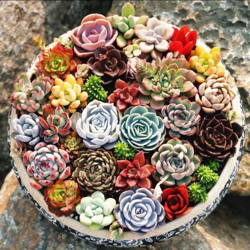 Rare Echeveria Succulent Seeds, High Germination Rate (10+ Seeds) - Etsy