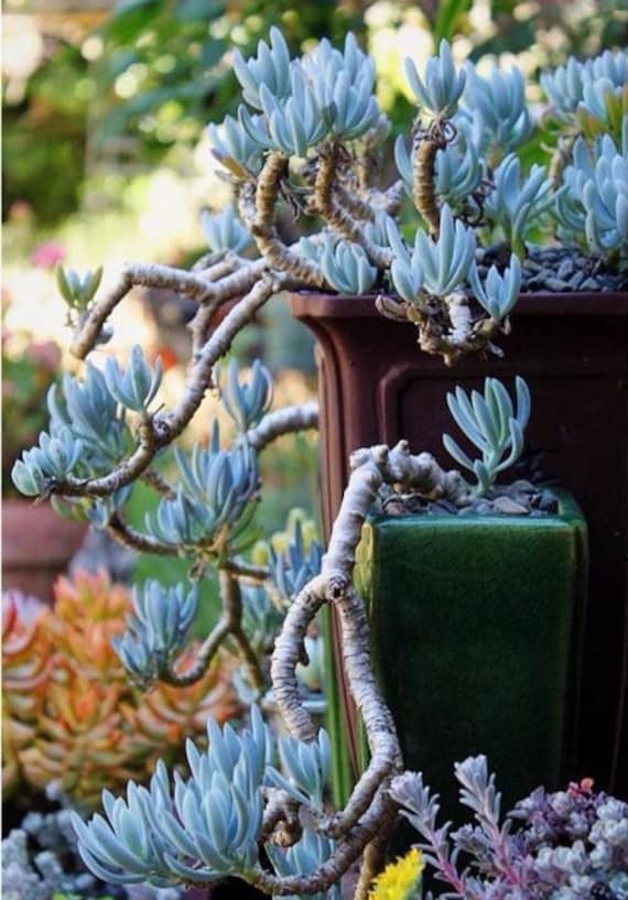 Blue Chalk Stickscurio Repens Easy Grow Hardy Succulents - Etsy