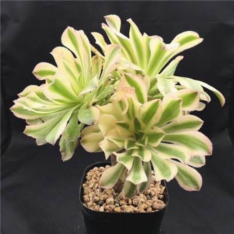 Aeonium Arboreum Luteoveriegatum, Rare limited variegated Aeonium succulents, plant gift image 2