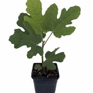 Olympian Fig, Ficus, Starter Plant, Premium variety Fig tree in 2.5 pot, Hardy, drought tolerant, produce organic fig in a year image 4