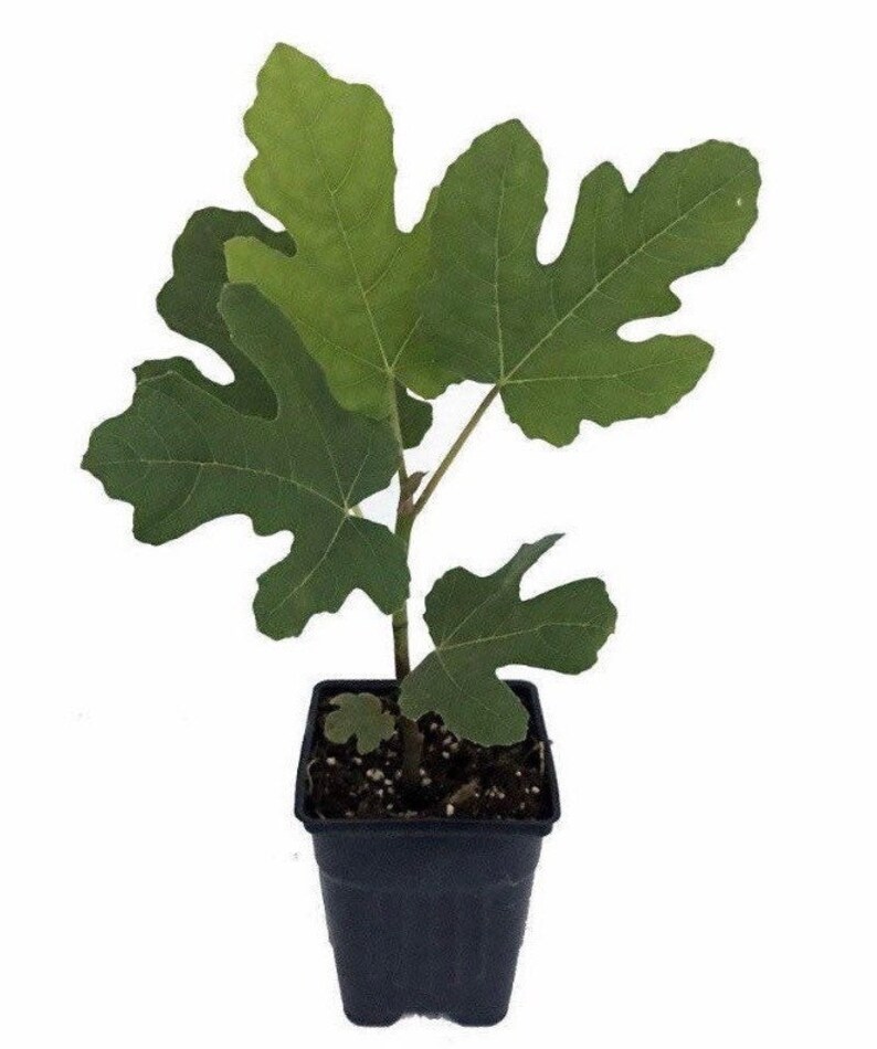 Olympian Fig, Ficus, Starter Plant, Premium variety Fig tree in 2.5 pot, Hardy, drought tolerant, produce organic fig in a year image 4