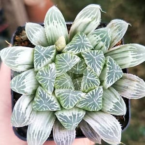 S22-Haworthia cooperi var. pilifera，10+ premium seeds, Rare succulent, high germination rate