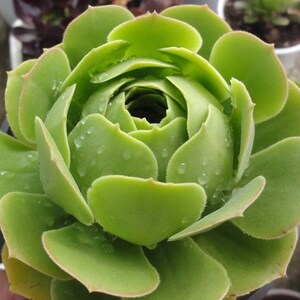 Aeonium Canariense, hardy succulent, Rose Tree all year long, Only can be found in specialty nurseries, clearance price, as easy as jade image 5