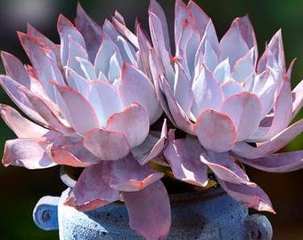 S26-Echeveria Cante, 10+ premium seeds, Rare succulent, high germination rate