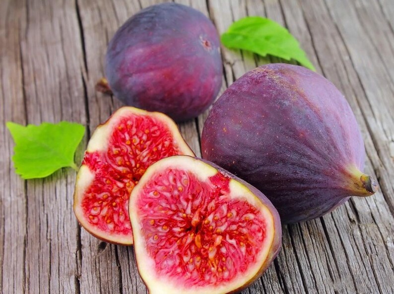 Olympian Fig, Ficus, Starter Plant, Premium variety Fig tree in 2.5 pot, Hardy, drought tolerant, produce organic fig in a year image 3