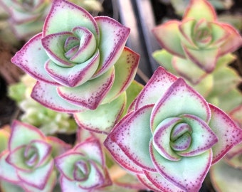 Crassula, String of buttons, rare Hardy succulents