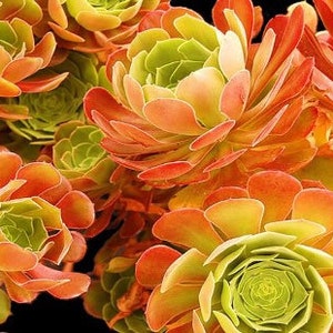 Aeonium Blushing Beauty, large stem cuttings, multiple colors change through seasons, easy to propagate from stems, as easy as jade plant