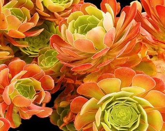 Aeonium Blushing Beauty, large stem cuttings, multiple colors change through seasons, easy to propagate from stems, grow/green in winter