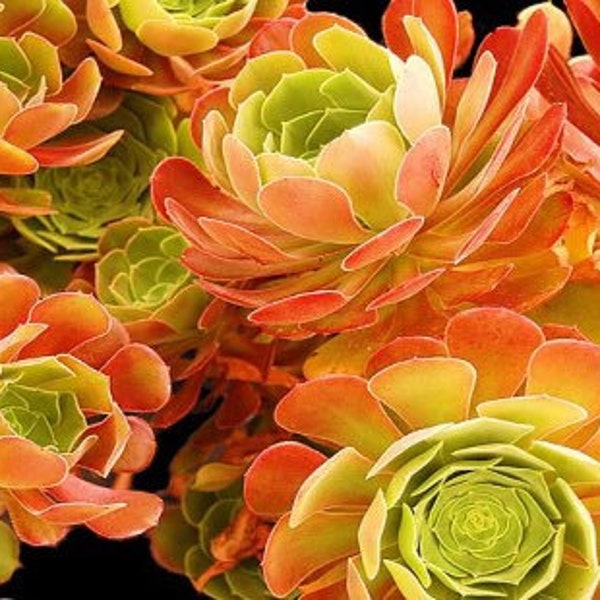 Aeonium Blushing Beauty, large stem cuttings, multiple colors change through seasons, easy to propagate from stems, as easy as jade plant