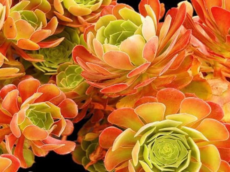 Aeonium Blushing Beauty, large stem cuttings, multiple colors change through seasons, easy to propagate from stems, as easy as jade plant Bild 1