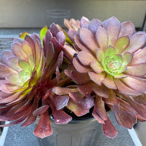 Aeonium 'Black Kettle' Hybrid Succulent, Burgundy Purple