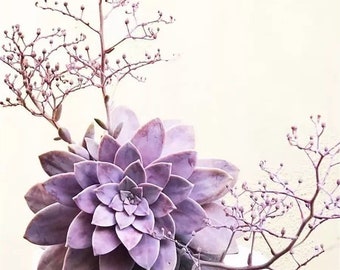 Graptopetalum Pentandrum, rare succulents