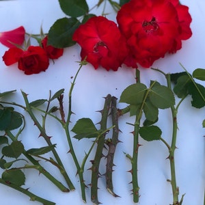 30 Sterilized Red Meidiland rose stem cuttings, Stem cuttings for propagation, no flowers, no roots image 2