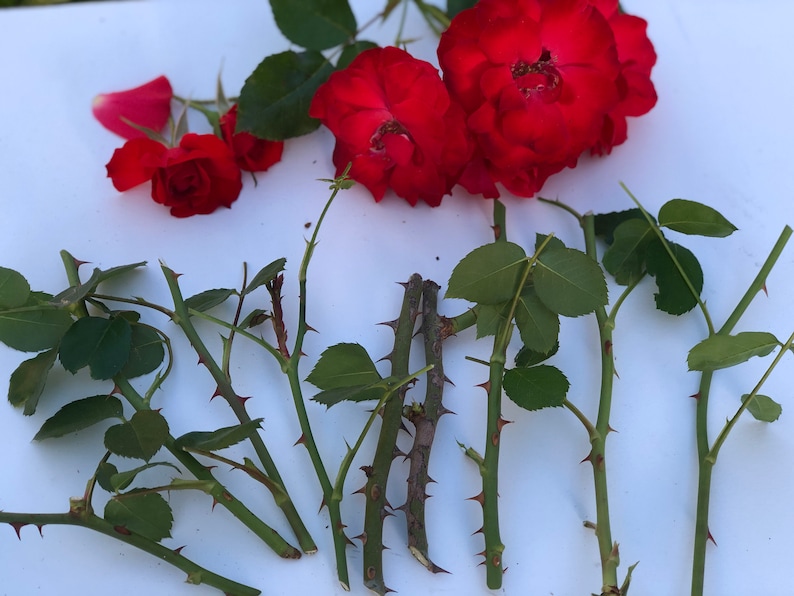 30 Sterilized Red Meidiland rose stem cuttings, Stem cuttings for propagation, no flowers, no roots image 2