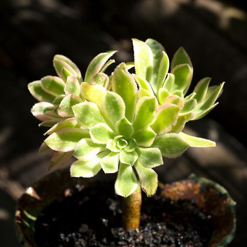 Aeonium Arboreum Luteoveriegatum, Rare limited variegated Aeonium succulents, plant gift image 8