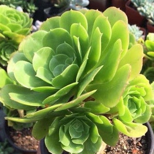 Aeonium Canariense, hardy succulent, Rose Tree all year long, Only can be found in specialty nurseries, clearance price, as easy as jade image 8