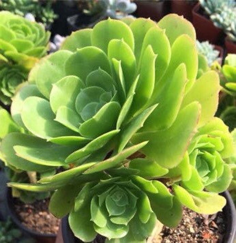 Aeonium Canariense, hardy succulent, Rose Tree all year long, Only can be found in specialty nurseries, clearance price, as easy as jade image 8