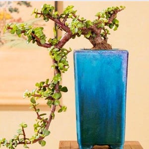 Portulacaria afra, draft jade tree, elephant’s food, office/houseplants, bonsai, center piece for succulent planters, tall landscaping plant