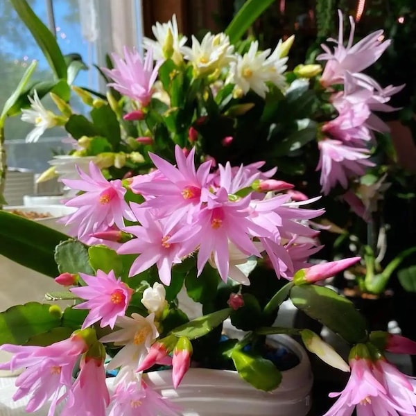 Epiphyllum Orchid Cactus, Rooted Plants or Stem Cuttings, Mixed Colors, Bright Flowers