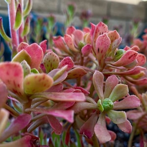 Aeonium Spathulatum, Exotic Rare limited miniature Aeonium succulents, beautiful bonsai plant