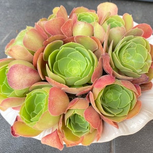 12 Aeonium Blushing Beauty stem cuttings 2”-4”, Aeonium succulent, easily develope Roots in couple weeks. Waterless center-piece bouquet