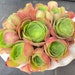 see more listings in the Aeonium section