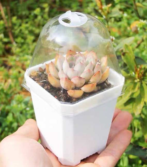 S1-echeveria Laui, 10+ Premium Seeds, Rare Pink Succulent, High