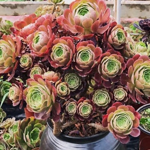 Aeonium Blushing Beauty, large stem cuttings, multiple colors change through seasons, easy to propagate from stems, as easy as jade plant Bild 5