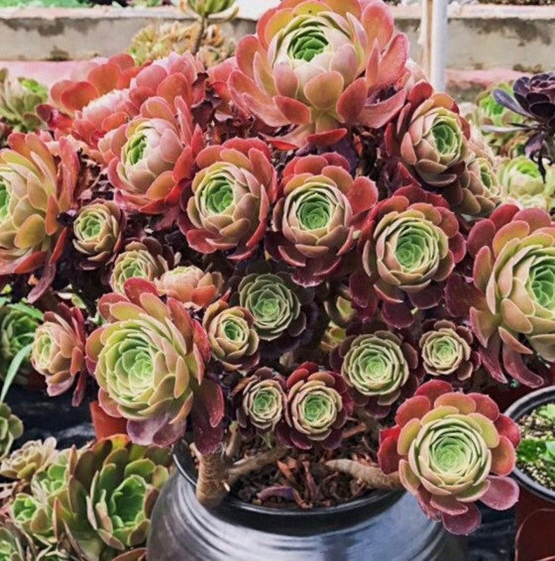 Aeonium Blushing Beauty, large stem cuttings, multiple colors change through seasons, easy to propagate from stems, as easy as jade plant Bild 5